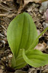 Pink lady's slipper <BR>Moccasin flower